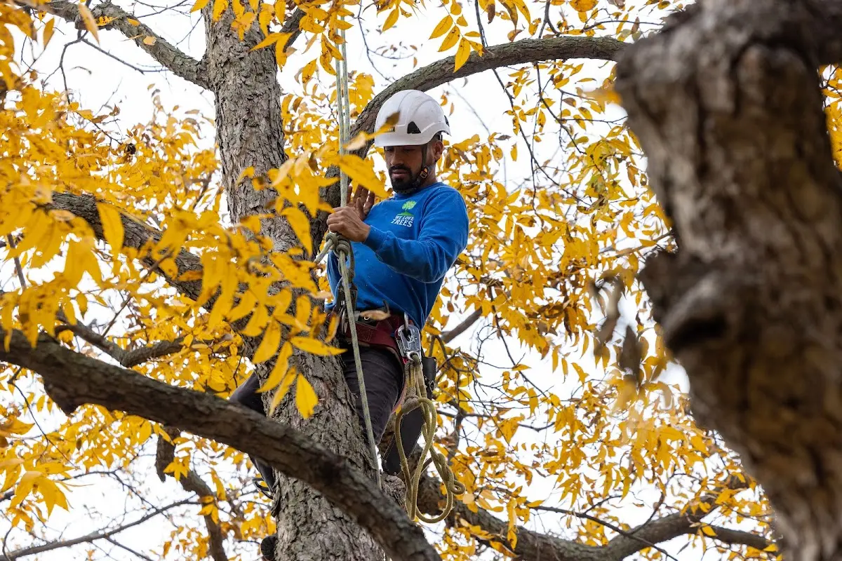 Skilled Tree Trimming crew working in Livermore