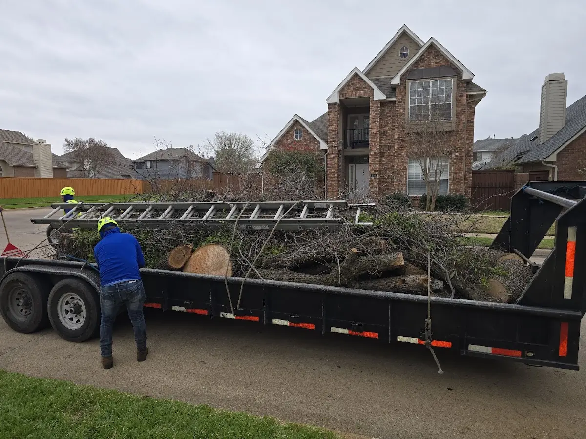 Expert Tree Pest Control with proper safety equipment in Livermore